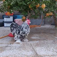 کوشین مینیاتوری پاپر