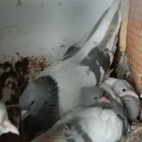 انواع جوجه کبوتر رنگی بهبهانی