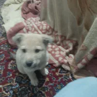 توله سگ گم شده