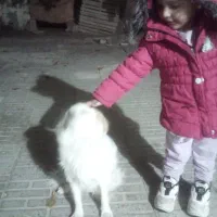 پاپی|سگ|فرخ‌شهر, |دیوار