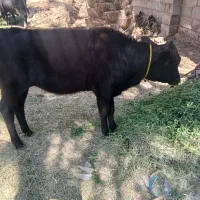 گوساله ماده