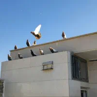 قزوینی دو رنگ