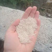 برنج طارم امساله|خوردنی و آشامیدنی|کردکوی, |دیوار