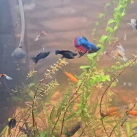 اکواریوم پلنت شیشه خم|ماهی|قم, شاه سید علی|دیوار