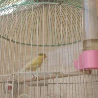 قناری نر گلاستر|پرنده|قم, علی آباد|دیوار