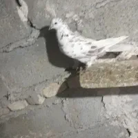 کبوتر|حیوانات|پارس‌آباد, |دیوار