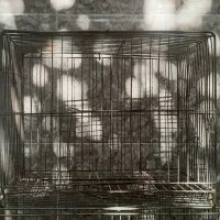 قفس پرنده|لوازم جانبی حیوانات|گرگان, |دیوار