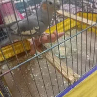 جوجه عروس هلندی|پرنده|پاکدشت, پاکدشت (مامازند)|دیوار