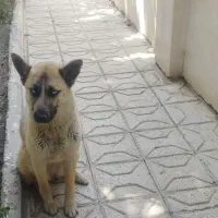 سگ ژرمن میکس