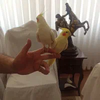 عروس هلندی