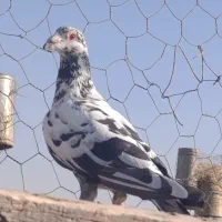 4تا کفتر جنگی