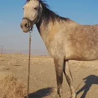 فروشی|اسب و تجهیزات اسب‌سواری|سیرجان, |دیوار