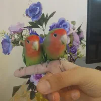 جفت کوتوله بالغ دستی خوشگل لطفاً تماس بگیرید|پرنده|مشهد, رضاشهر|دیوار