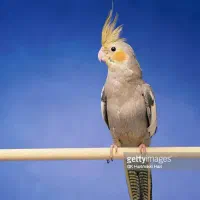 گمشده عروس هلندی