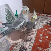 ب دلیلی تعقیره مکان عروس خود را فروش گذاشته|پرنده|صومعهسرا, |دیوار