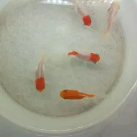 ماهی گلدفیش تاج دار|ماهی|کاشان, گارزگاه|دیوار