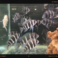 فرانتوزا فرانتوسا|ماهی|مشهد, فاطمیه|دیوار