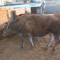 گاو و گوساله|حیوانات مزرعه|کردیان, |دیوار