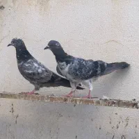 7عدد کفتر|پرنده|بندرعباس, |دیوار