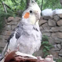 یک جفت عروس هلندی