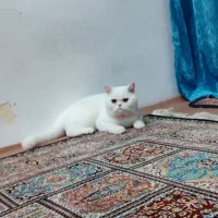 واگذاری کربه برتیش نر