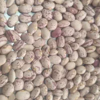 لوبیا چیتی درجه یک تازه|خوردنی و آشامیدنی|شیراز, آزادی|دیوار