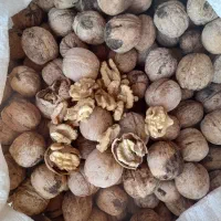 گردو