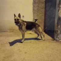 سگ ژرمن و دوبرمن