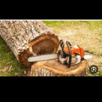 خرید چوب و برش انواع درختان با نازلترین قیمت