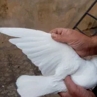 یک جفت سفید بمبویی