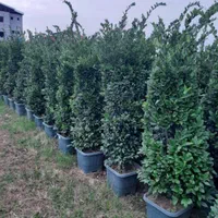 کارشناس و مشاور گل و گیاه و دفع آفات|گل و گیاه طبیعی|تهران, آبشار تهران (دریاچه)|دیوار