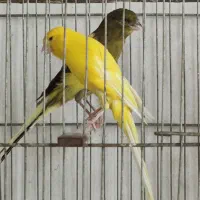 قناری رسمی بلند ماده|پرنده|باغستان, |دیوار