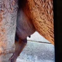 شتر شیری|حیوانات مزرعه|آق قلا, |دیوار