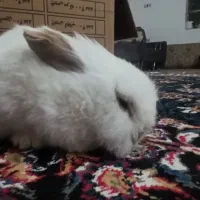 خرگوش لوپ هندی بازیگوش|موش و خرگوش|ایلام, |دیوار