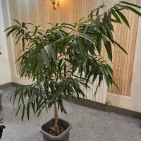 گیاه طبیعی بنجامین آمستل