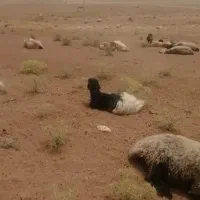 یک بز، شکم اول زاییده با بزغاله ماده ترکی اصل