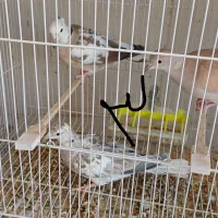 کبوتر خانگی زینتی مولد همراه جوجه|پرنده|مشهد, چهاربرج|دیوار