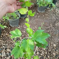 موچسب مو چسب گل چسب|گل و گیاه طبیعی|اصفهان, زاجان|دیوار