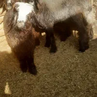 فروش ۳ راس بره|حیوانات مزرعه|مرودشت, کناره|دیوار