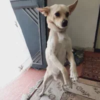 سگ نژاد شیواوا