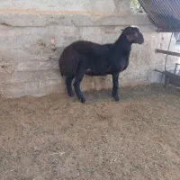 بره نر چاق چاق|حیوانات مزرعه|بسطام, |دیوار