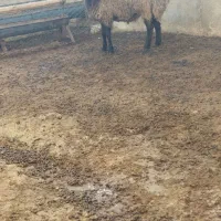 نر همو مناسب قوچ|حیوانات مزرعه|اسفراین, |دیوار