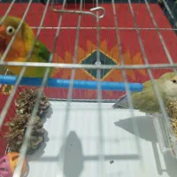 یک جفت طوطی برزیلی