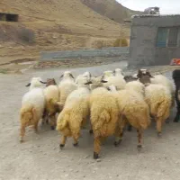 ۱۸ بره چاق و ریز قلم سفید کاور مشتری پسند|حیوانات مزرعه|ایلام, |دیوار