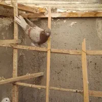 پرنده|پرنده|میانه, |دیوار