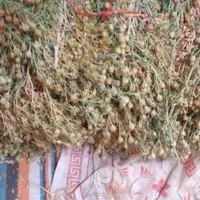 اسفند اسپند تازه ۱۴۰۴|گل و گیاه طبیعی|تهران, آبشار تهران (دریاچه)|دیوار