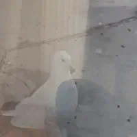 کبوترفراری|پرنده|نمین, |دیوار