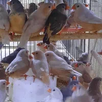 فنچ فائو اورنج تعداد|پرنده|اردبیل, |دیوار