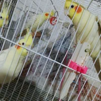 عروس هلندی