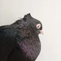 یال، اشعل، سیاه|پرنده|بندر ماهشهر, |دیوار